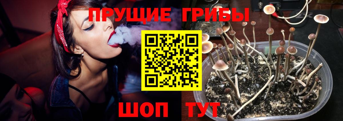 Галлюциногенные грибы Psilocybe Тимашёвск